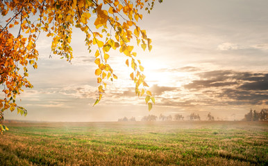 Morning in the autumn field