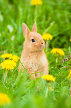 Little Rabbit Sitting In The Grass