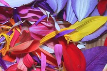 The Natural Texture Of Multicolored Flower Petals, Colorful