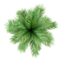Wall Mural - top view of potted palm tree isolated on white background