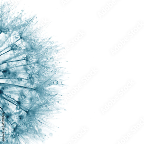 Naklejka na drzwi Super macro blue dandelion with droplets on white background