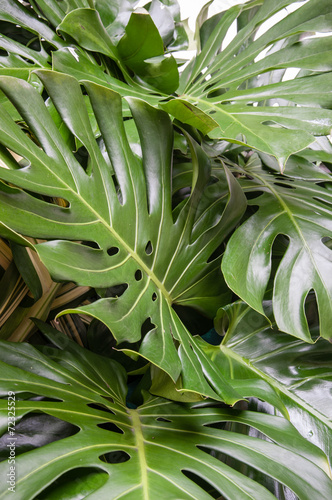 Fototapeta na szkło Philodendron monstera obliqua, zielony liścia tło
