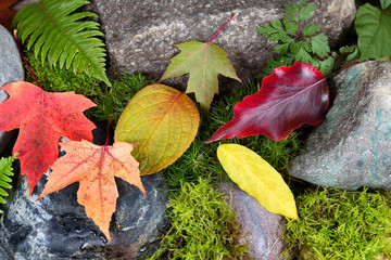 Wall Mural - Collection of Autumn Leaves