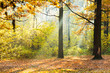 sunlight lit glade in autumn forest