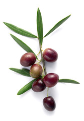 Wall Mural - branch of olive tree