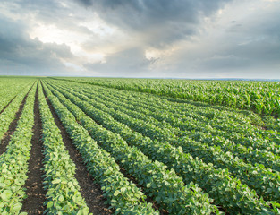  Soybean field ripening, agricultural landscape