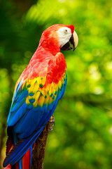 Sticker - Portrait of colorful Scarlet Macaw parrot