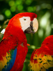 Sticker - Portrait of colorful Scarlet Macaw parrots