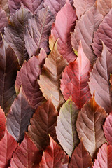  Bright background made of autumn leaves