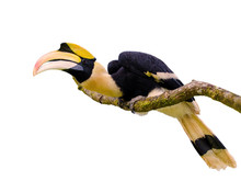 Great Hornbill Stand On The Branch Isolate On White Background