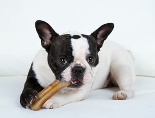 Sticker - French bulldog with bone on sofa in room