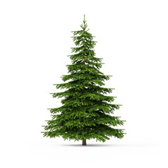 spruce on white