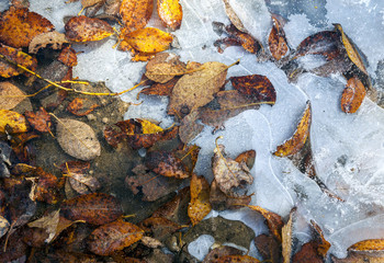Wall Mural - Leaves frozen in ice