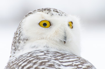 Wall Mural - snowy owl