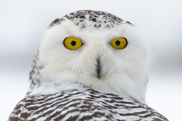 Wall Mural - Snowy owl