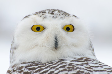 Wall Mural - Snowy owl