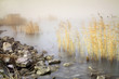 Foggy Autumn lake with reeds and stones