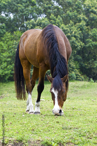 Naklejka na szybę Brown horse with white markings grazing