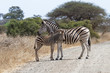 Zebra With Foal Standing at Kruger National Park, South Africa