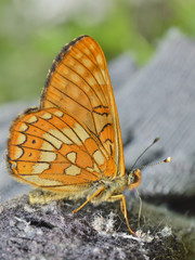 Sticker - Butterfly (Melitaea) 2