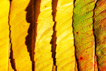 Wall Mural - autumn leaves