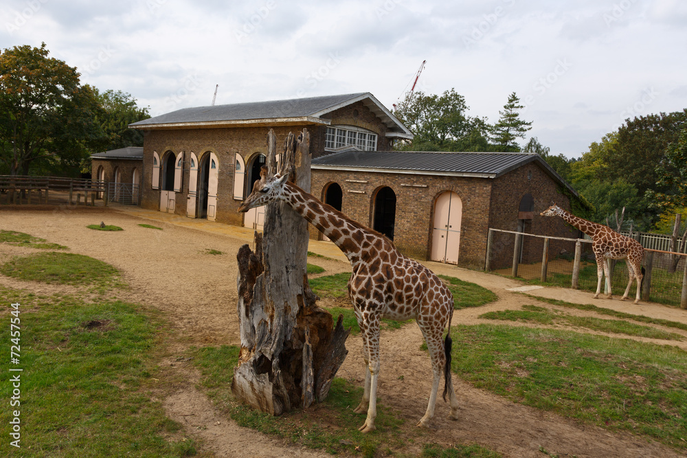 【レア】　 London giraffe Giraffe outside the giraffe enclosure in London Zoo. Stock