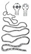 Pork tapeworm (Taenia solium)