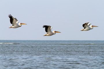 Wall Mural - abstract formation of three pelicans