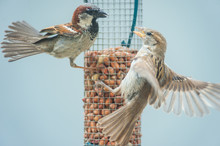 Little Birds Fighting Over Bird Seed Feeder