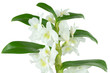 orchidée dendrobium blanche sur fond blanc