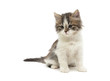 © evgenyi - little fluffy kitten sits on a white background close-up