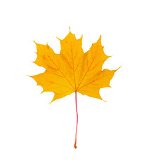 Wall Mural - yellow autumn maple leaf cut out on a white background, path