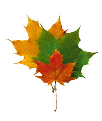 Wall Mural - Autumn leaves yellow, red and green carved on a white background