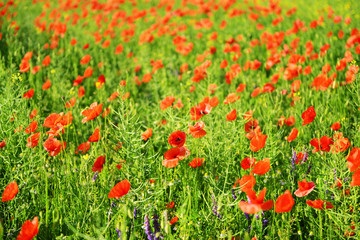 Canvas Print - Poppy flowers outdoors