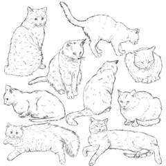 Wall Mural - Vector Set of Sketch Cats