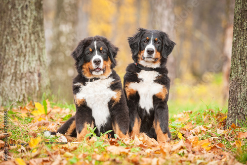 Naklejka na kafelki Two bernese mountain puppies sitting in the park in autumn