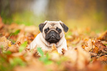 Beige Pug Dog Lying On The Leaves In Autumn