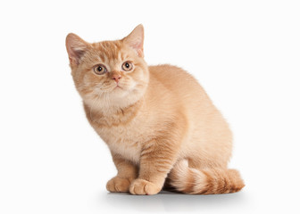 Wall Mural - Cat. Small red british kitten on white background