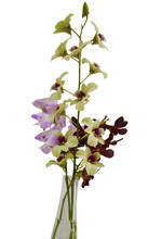 Multi Color Orchids In Vase Isolated On White Background