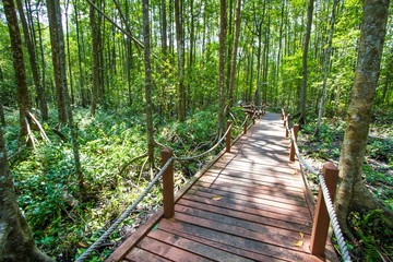 Mangrove forest