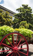 Green Plants Over Red Wagon Wheel