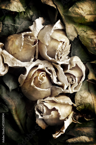 Fototapeta do kuchni Dried flowers of roses