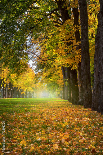 Nowoczesny obraz na płótnie Beautiful romantic alley in a park with colorful trees, autumn