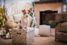 Dog Christmas, New Year, Jack Russell Terrier