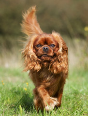 Canvas Print - Pedigree Cavalier King Charles Spaniel Dog