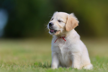 Poster - Sitting golden retriever puppy