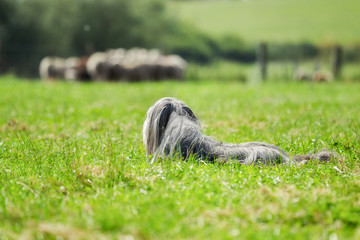 Poster - Bearded border collie dog guarding sheep