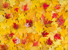 Autumn Maple Leaves As Background