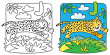 Little Cheetah Or Jaguar Coloring Book. Alphabet J