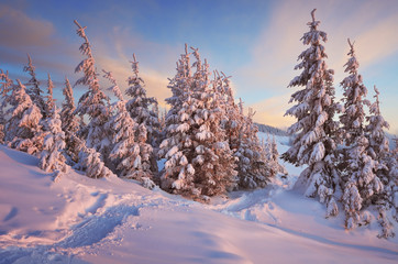 Wall Mural - Path in winter forest